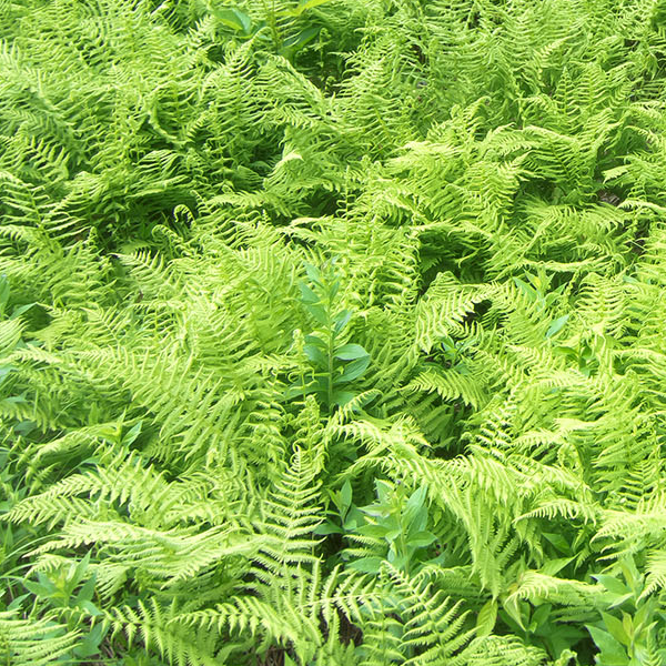 Dennstaedtia punctiloba
