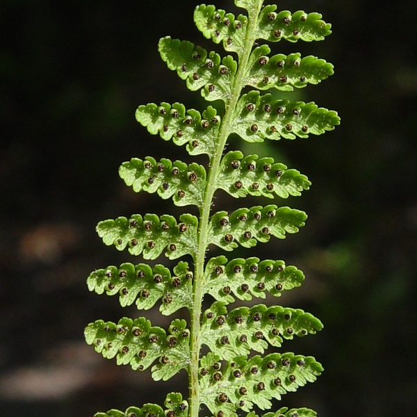 Dennstaedtia punctiloba