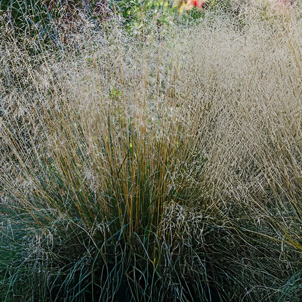 Deschampsia cespitosa 'Pixie Fountain'