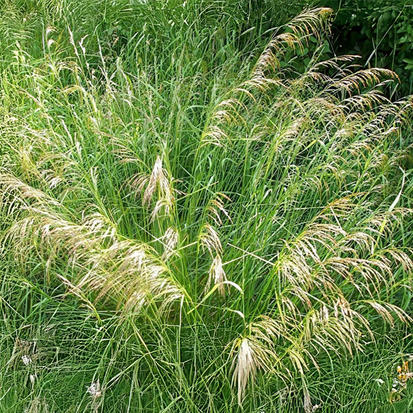 Deschampsia cespitosa 'Pixie Fountain'
