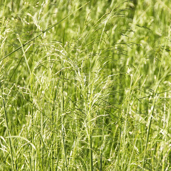 Deschampsia cespitosa 'Schottland'