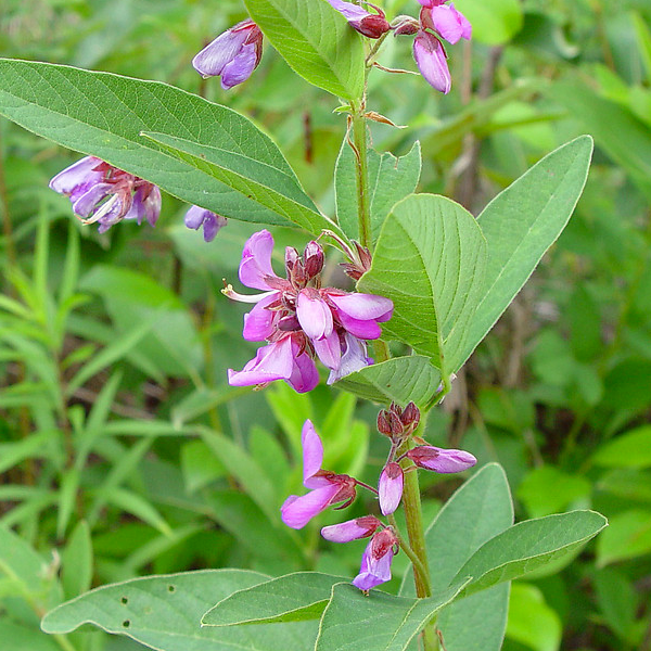 Desmodium canadense