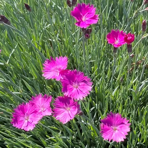 Dianthus 'Firewitch'