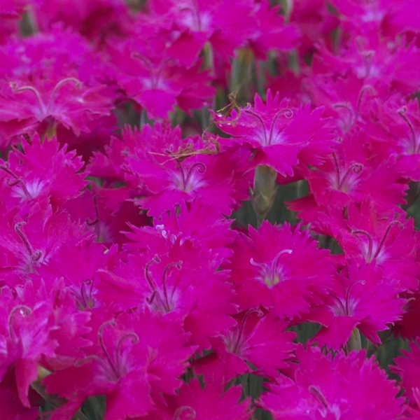 Dianthus 'Neon Star'