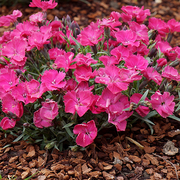 Dianthus 'Vivid Bright Lights'