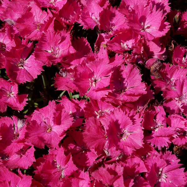 Dianthus 'Vivid Bright Lights'