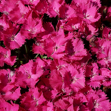 Load image into Gallery viewer, Dianthus &#39;Vivid Bright Lights&#39;
