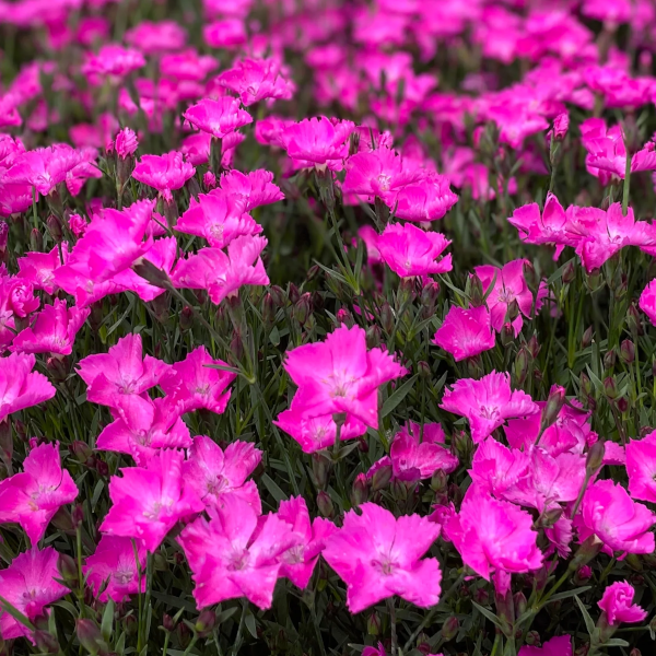 Dianthus 'Kahori'