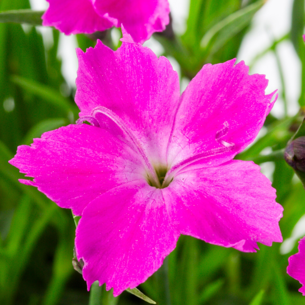 Dianthus 'Kahori'