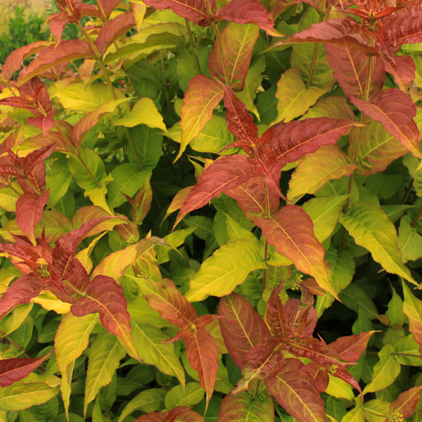 Diervilla 'Mountaineer Calico Red'