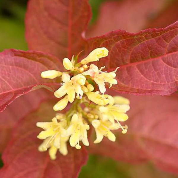 Diervilla 'Mountaineer Calico Red'