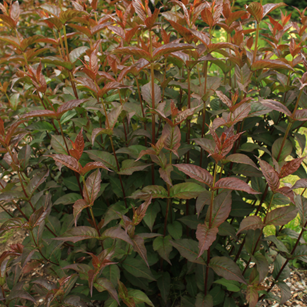 Diervilla 'Mountaineer Merlot'