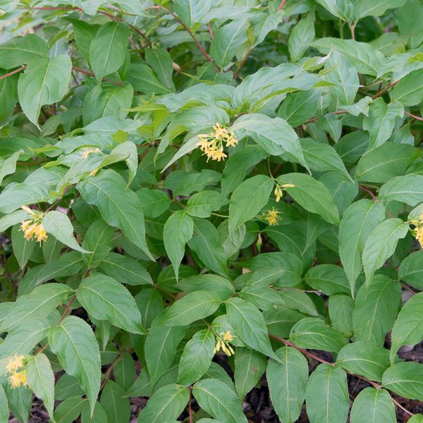 Diervilla lonicera