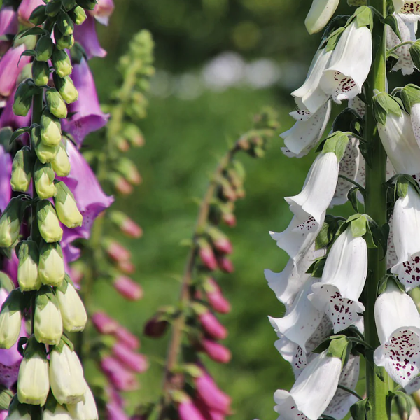 Digitalis purporea 'Foxy Mix'