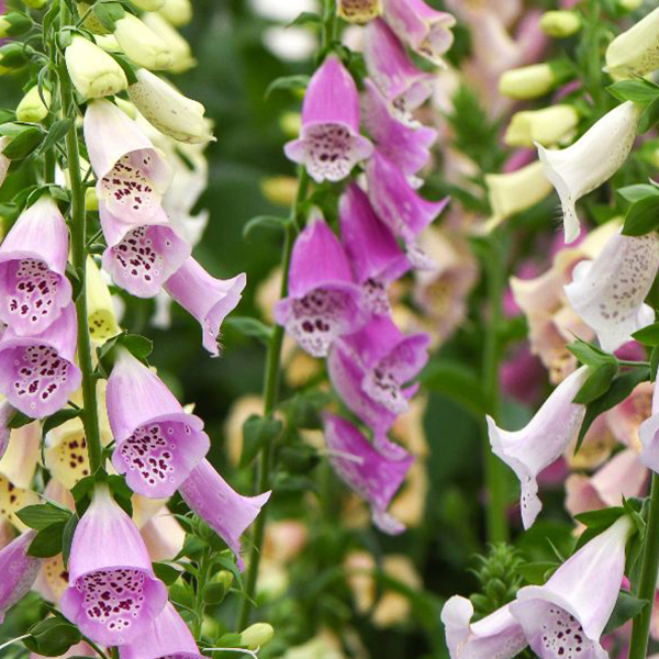 Digitalis purporea 'Foxy Mix'