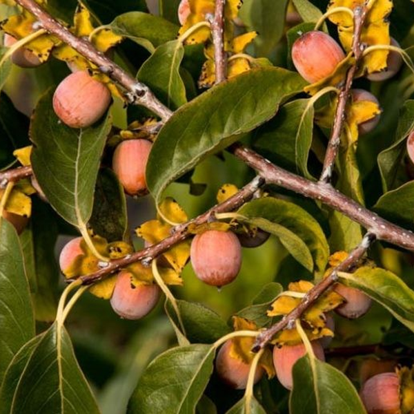 Diospyros virginiana