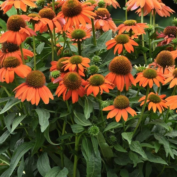 Echinacea Artisan 'Soft Orange'