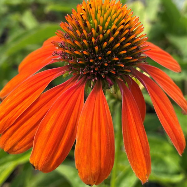 Echinacea Artisan 'Soft Orange'