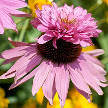 Load image into Gallery viewer, Echinacea &#39;Doubledecker&#39;
