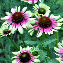 Load image into Gallery viewer, Echinacea &#39;Green Twister&#39;
