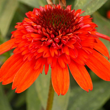 Load image into Gallery viewer, Echinacea &#39;Moab Sunset&#39;
