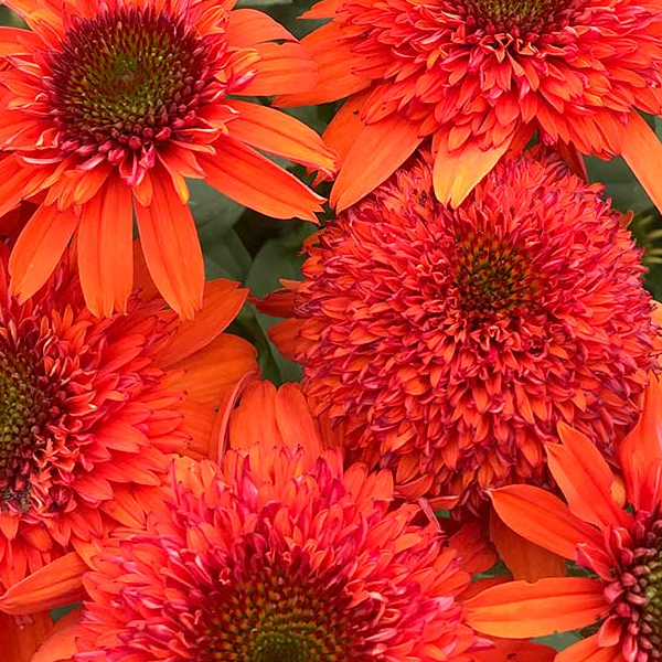 Echinacea 'Moab Sunset'