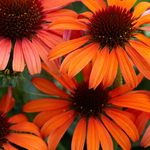 Load image into Gallery viewer, Echinacea &#39;Orange Skipper&#39;
