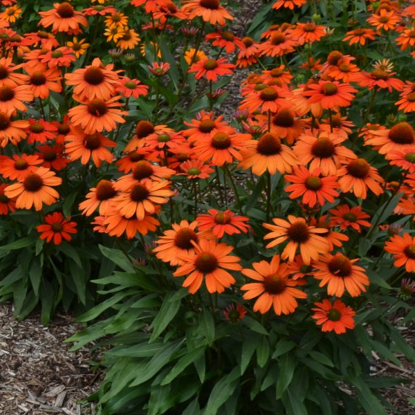 Echinacea 'Orange Skipper'