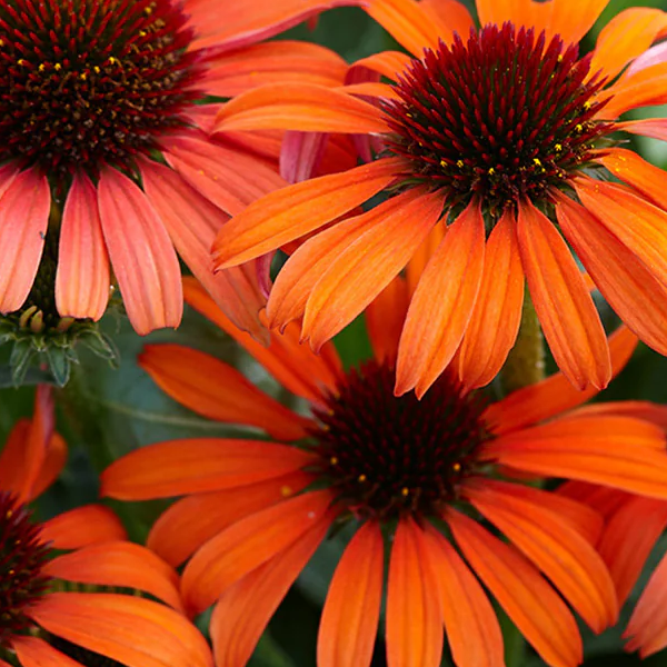 Echinacea 'Orange Skipper'