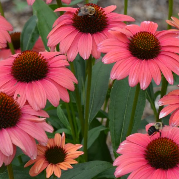 Echinacea 'Playful Meadow Mama'
