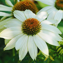 Load image into Gallery viewer, Echinacea &#39;Pow Wow White&#39;
