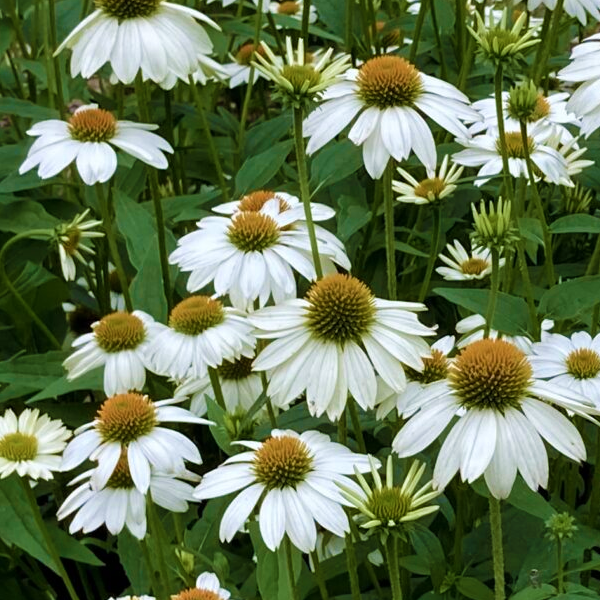 Echinacea 'Pow Wow White'