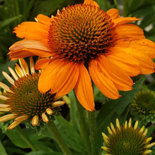 Load image into Gallery viewer, Echinacea &#39;Prima Saffron&#39;
