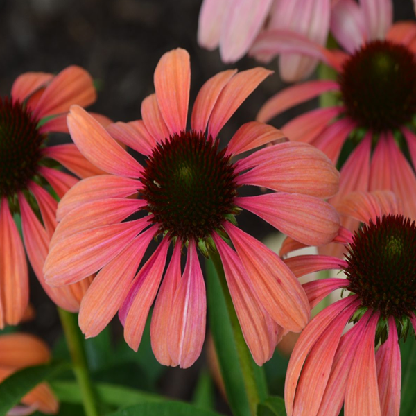 Echinacea 'Rainbow Marcella'