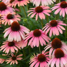 Load image into Gallery viewer, Echinacea &#39;Rainbow Marcella&#39;
