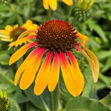 Load image into Gallery viewer, Echinacea &#39;Sunseekers Tequila Sunrise&#39;
