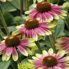 Load image into Gallery viewer, Echinacea &#39;Sweet Sandia&#39;
