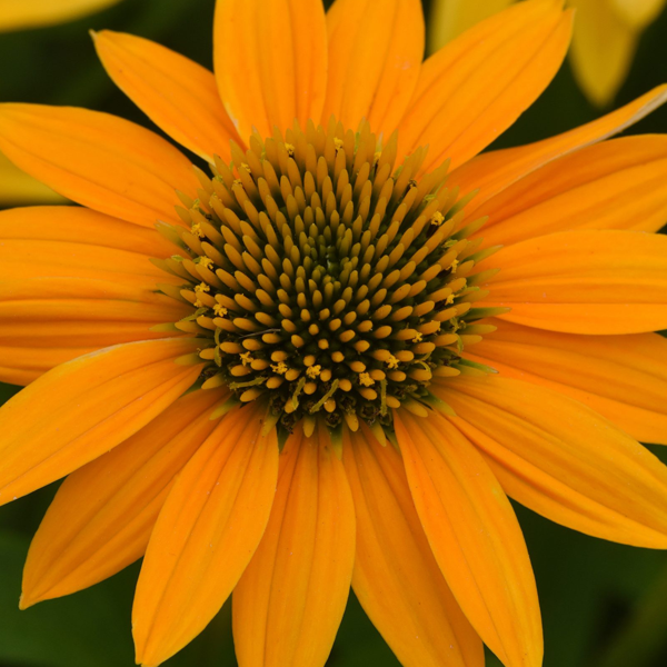 Echinacea 'Yellow Ombre'
