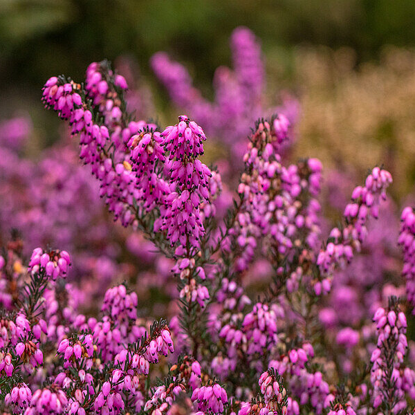 Erica darleyensis 'Rubina'