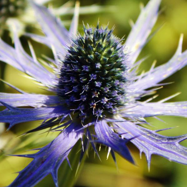 Eryngium 'Big Blue'
