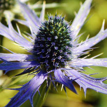 Load image into Gallery viewer, Eryngium &#39;Big Blue&#39;

