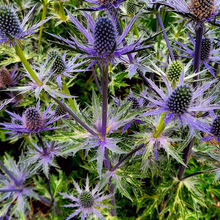 Load image into Gallery viewer, Eryngium &#39;Big Blue&#39;
