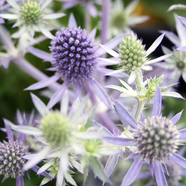 Eryngium 'Blue Hobbit'
