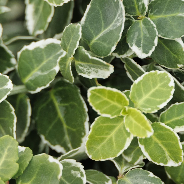 Euonymus fortuneii 'Emerald Gaiety'