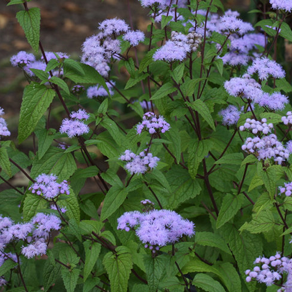 Eupatorium Eutrochium 'Coelestinum'
