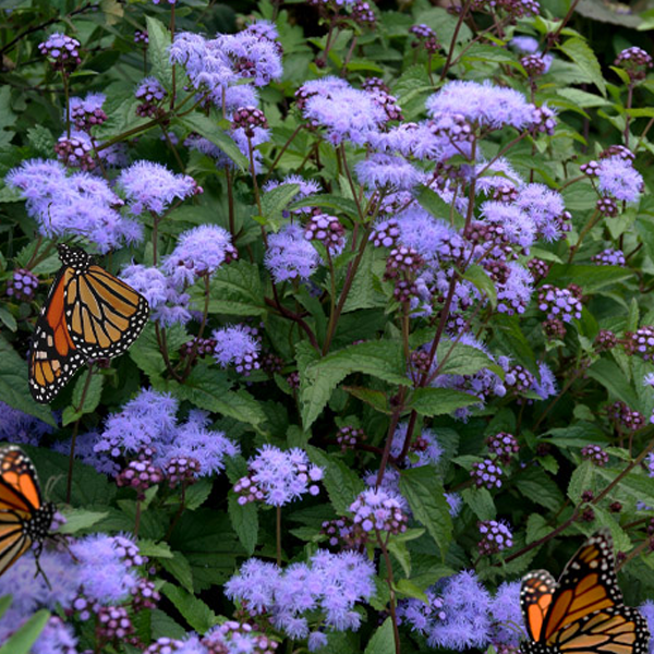 Eupatorium Eutrochium 'Coelestinum'
