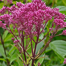 Load image into Gallery viewer, Eupatorium Eutrochium &#39;Dubium Baby Joe&#39;
