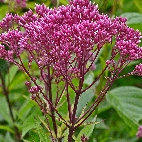 Eupatorium Eutrochium 'Dubium Baby Joe'