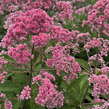 Load image into Gallery viewer, Eupatorium Eutrochium &#39;Fistulosum Jojo&#39;
