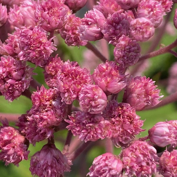 Eupatorium Eutrochium 'Fistulosum Jojo'